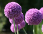 Allium - Image 2
